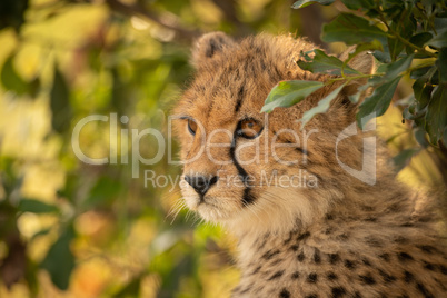 Close-up of cheetah cub sitting under leaves
