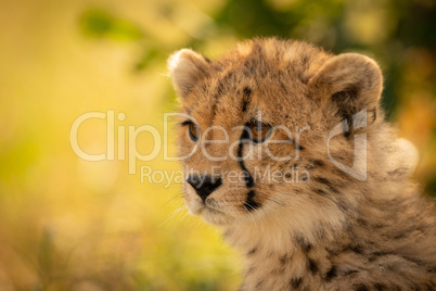 Close-up of cheetah cub sitting looking left