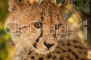 Close-up of cheetah cub sitting looking down