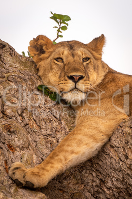 Close-up of young lion lying on branch