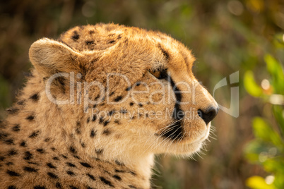 Close-up of female cheetah head in profile