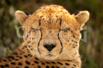 Close-up of female cheetah with eyes closed