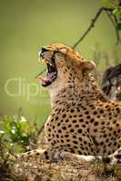 Close-up of cheetah lying yawning beside bush