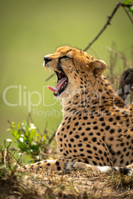 Close-up of cheetah lying yawning by bush