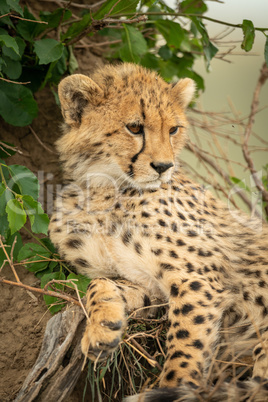 Close-up of cheetah cub lying by bushes