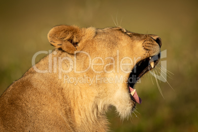 Close-up of lioness lying yawning in sunshine