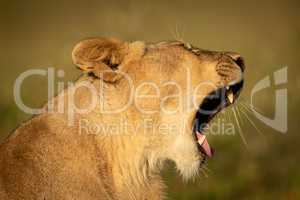 Close-up of lioness lying yawning in sunshine