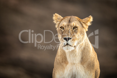 Close-up of sitting lioness with scarred face