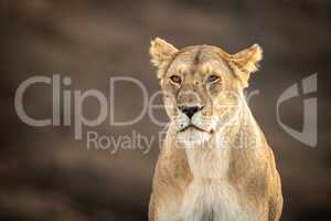 Close-up of sitting lioness with scarred face