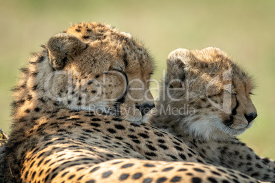 Close-up of cheetah lying asleep beside cub