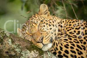 Close-up of leopard sleeping on lichen-covered branch