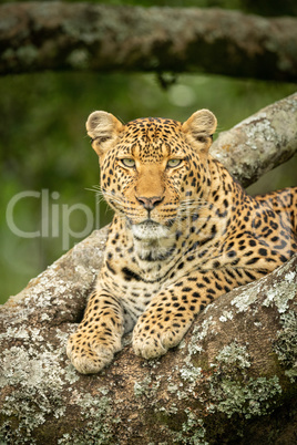 Close-up of leopard lying in lichen-covered branches