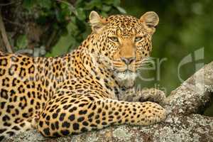 Close-up of leopard in tree eyeing camera