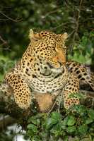 Close-up of leopard looking right on branch