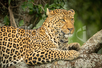 Close-up of leopard resting on lichen-covered branch