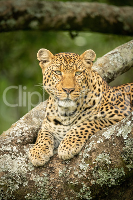 Close-up of leopard looking right in tree