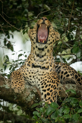 Close-up of leopard lying yawning on branch