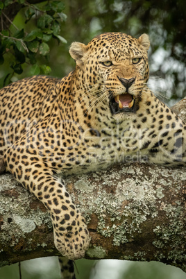 Close-up of leopard lying snarling on branch