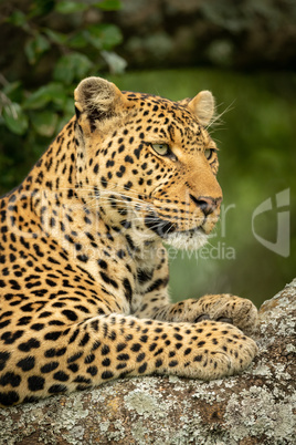 Close-up of leopard facing right on branch