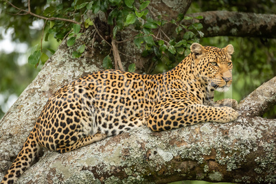 Close-up of leopard resting on lichen-covered branches