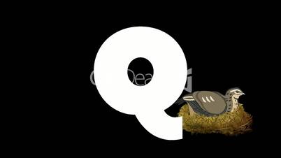 Letter Q and Quail on background