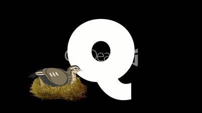Letter Q and Quail on foreground