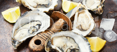 Raw opened oyster