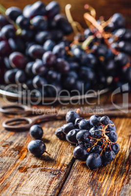 Blue Vine Grapes and Rusty Scissors