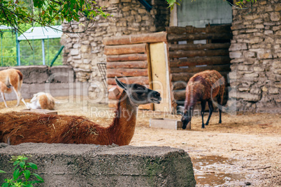 Red and furry alpaca in a farm.