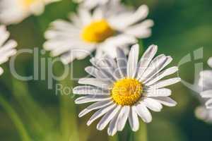 Meadow Daisy Flower at Sunny Day.