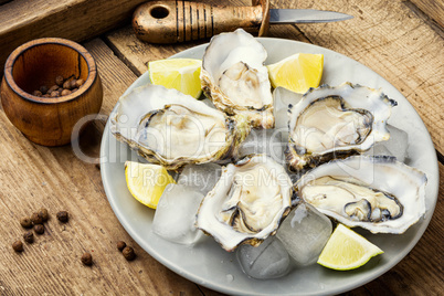 Opened oysters on plate