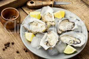 Opened oysters on plate