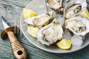 Opened oysters on plate