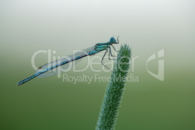 (Blaue Federlibelle (Platycnemis pennipes)