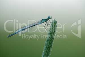 (Blaue Federlibelle (Platycnemis pennipes)