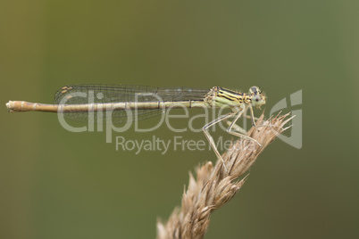 Blaue Federlibelle (Platycnemis pennipes)