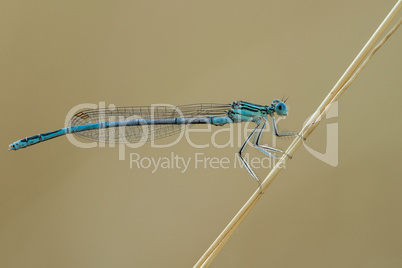 Blaue Federlibelle (Platycnemis pennipes)