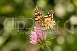 Distelfalter (Vanessa cardui)