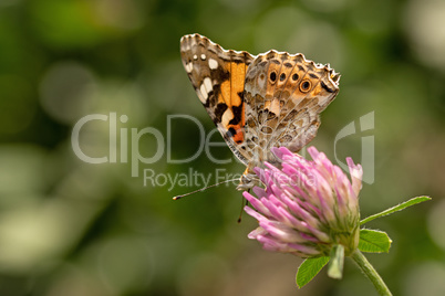 Distelfalter (Vanessa cardui)