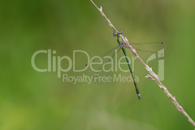 Kleine Binsenjungfer (Lestes virens)