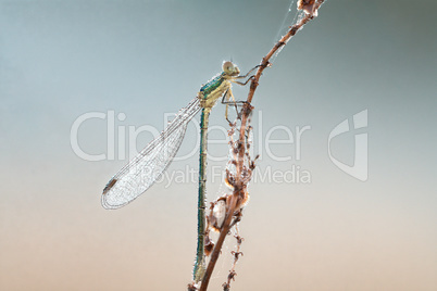 Kleine Binsenjungfer (Lestes virens)