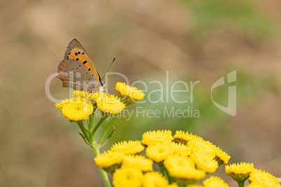 (Kleiner Feuerfalter (Lycaena phlaeas)