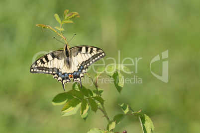 Schwalbenschwanz (Papilio machaon)