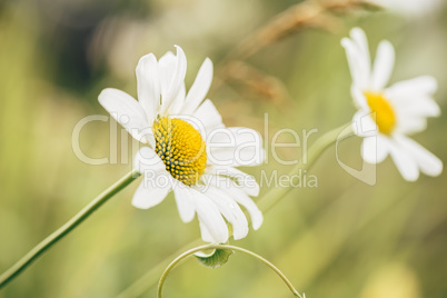 Meadow Daisy Flower at Sunny Day.