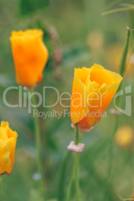 California Poppies on a Meadow.