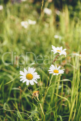 Daisy Flowers on Lawn.