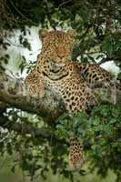 Leopard lies on branch dangling paw down
