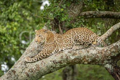 Leopard lies looking down from lichen-covered branch