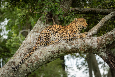 Leopard rests on lichen-covered branch dangling tail