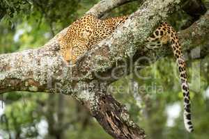 Leopard lies resting head on lichen-covered branch